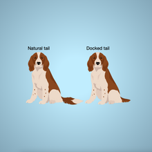 Load image into Gallery viewer, Welsh Springer Spaniel 'My Dog is My Valentine' 100% cotton t-shirt customized