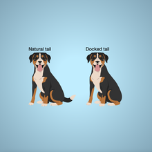 Load image into Gallery viewer, Entlebucher Mountain Dog 'My Dog is My Valentine' 100% cotton t-shirt customized
