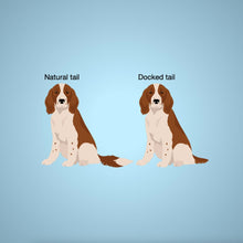 Load image into Gallery viewer, Welsh Springer Spaniel Red Truck Sweatshirt
